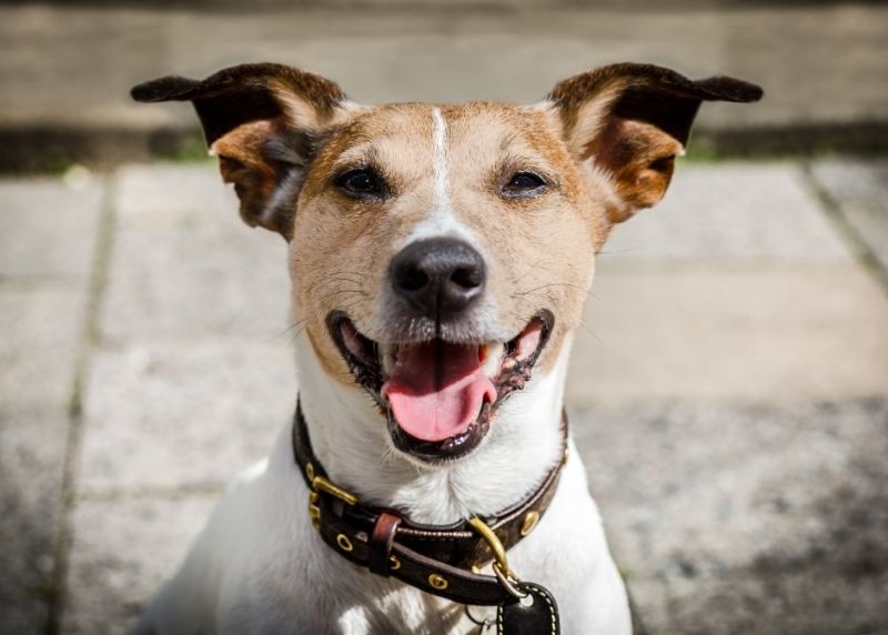 portrait of terrier dog happy