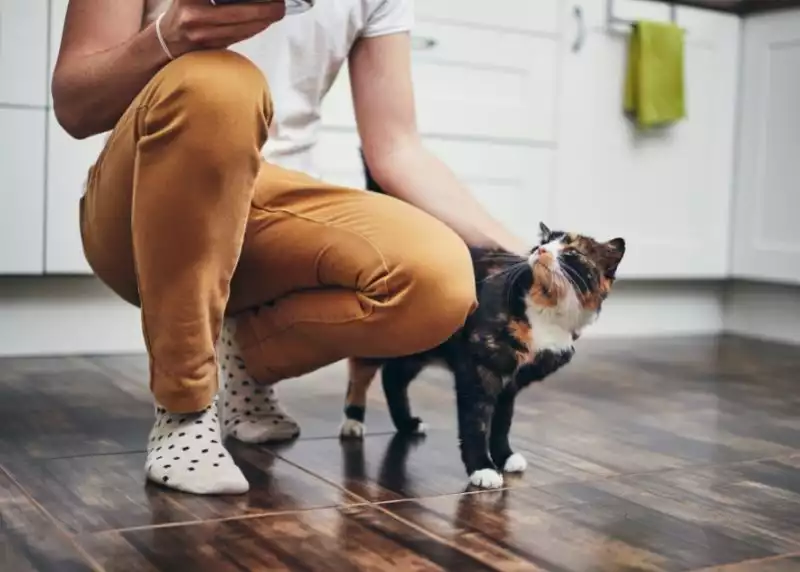 How to Find a Cat Sitter in Chicago: Tips and Red Flags