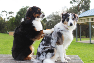 Two Border Collies in a park. The leftmost dog, mostly black coat with white and brown patches on snout and chest, rests its front paws on the back of the other dog. The dog sitting on the right has a black and white marbled coat, with a few tawny patches on shoulders and cheeks.
