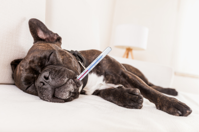 Pitbull sleeping on its side a white carpet, with a thermometer sticking out of its mouth.
