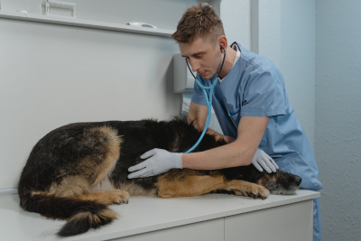 A German Shepherd lays in a vet's exam room, while a man in light blue scrubs presses a stethoscope to the dog's ribs. He rests his other nitrile gloved hand on top of the dogs head, which rests on the examining table.