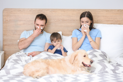 A man, woman, child, and golden retriever lay in bed, sick together. The humans blow their noses into crumpled tissues, while the pup pants contently.