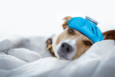 A Jack Russell Terrier rests in bed, with a blue ice pack upon its head.
