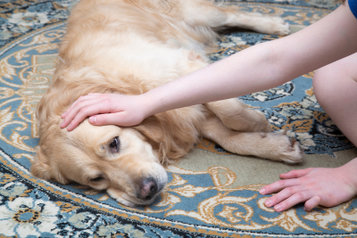 A stocky, golden retriever lays on its side, on an ornate patterned rug. An arm extends, and pets the dog's head and ear.