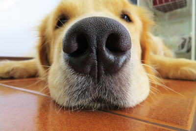 A close up on a golden retrievers nose. The pup rests on a tile floor, chin on the ground, flanked by its front legs.