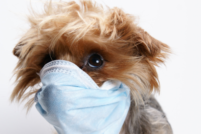 Yorkie wearing a surgical face mask. The pup looks up, as if asking a question with its eyes.
