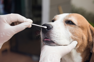 Gloved hands hold a cotton swab to the nostril of a dog with white snout, and brown patches over eyes and ears.