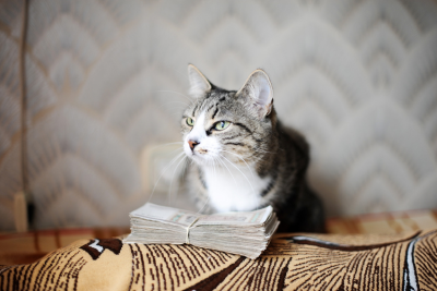 Striped tuxedo cat lays on a leafy patterned cushion, with a stack of cash with a rubber band in the middle.