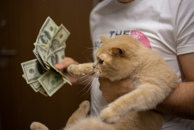 A person holds a handful of $100 bills in one hand, and an orange cat in the other. The cat reaches a paw out towards the Benjamins, its rear feet hanging in the air.