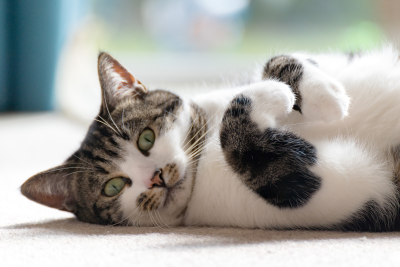 A striped tuxedo cat (white belly, black and grey striped patches on back, head and ears) laying on its side. It's front paws curl in towards each other, and the cat wears a confused expression on its face.