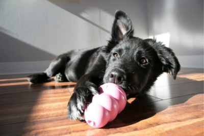 Black lab puppy laying on the floor liking peanut butter out of a pink kong toy.