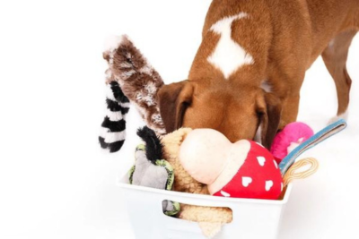 Dog shoving his head in a bin full of chew toys.