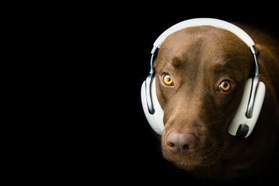 Chocolate lab with headphones on, looking straight into camera