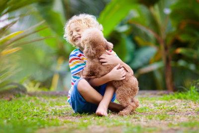 In a clearing in a forest, a little boy with a mop of curly toe head blonde hair hugs a brown bichon poo puppy. The puppy peppers the child's face with kisses, and he giggles as her whiskers tickle his face.