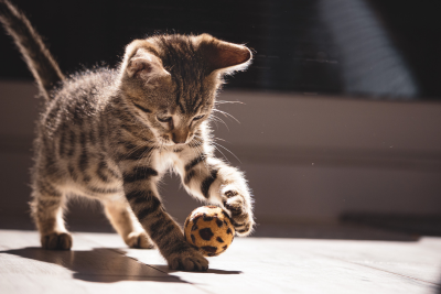 A grey tabby kitten balances a leopard print wool ball on its left front paw, pawing at it with their other front paw.