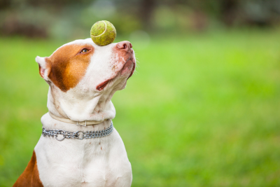 White Pitbull with brown patches over their eyes and spine balances a tennis ball on its snout. The dirty tennis ball rests between the pup's eyes, its head tipped upward to maintain the balls balance.