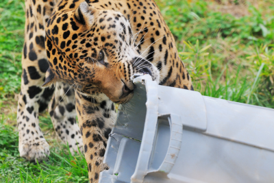 A leopard bites into a grey plastic bin. The bin has several bite marks and missing pieces, indicating it's been a toy for this big cat for a while now.