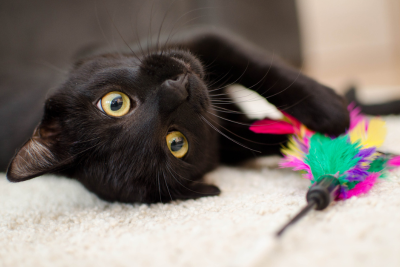 A black cat with yellow-green eyes looks toward the camera, a feather toy (with green, yellow, purple, and pink feathers) hooked on a claw. The cat lays on its side, twisting its head so one ear is flattened between it and the ground.