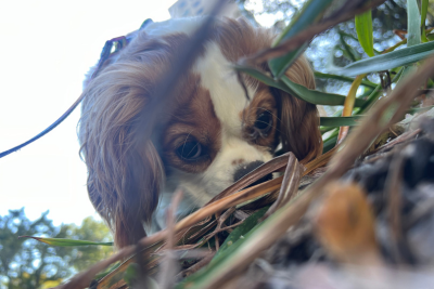 Kiwi, a cavalier spaniel mix, peeks up through the blades of grass she sniffs. Kiwi has a fluffy coat, it's white with brown patches over her eyes, ears and back.