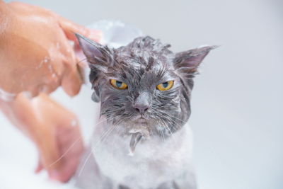 Wet, grey cat with ochre eyes stares down the camera, as someone bathes them. Soapy, light skinned hands covered in soapy bubbles gently pet the cats body.