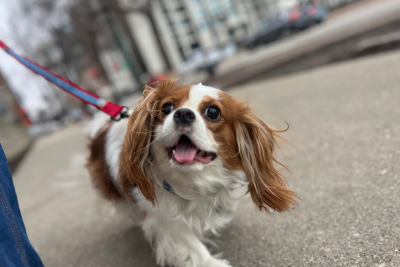 Kiwi, a small cavalier and spaniel mix, white fur with brown spots. A red and blue leash extends off to the left. Kiwi prances down the street, her hair flowing in the wind, and her mouth in an open smile. Her tongue pokes out of her mouth just slightly.