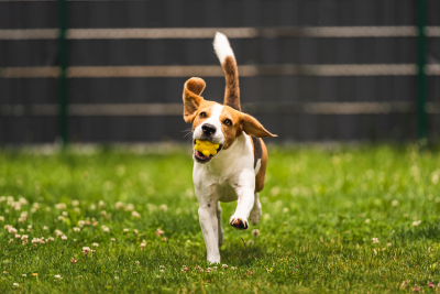 Beagle in a fenced yard holding a yellow ball in its mouth, running.