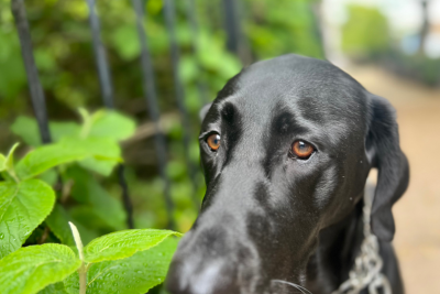 Judge, a Black Lab mix with calm brown eyes, sniffs a plant stem in the lower left corner. The green leaves tickle Judge's snout. The tip of his nose touches the bottom of the frame. Judge wears a black and white checkered bandana tied around his neck.