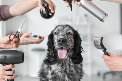 A medium sized dog with long black ears and curly, medium length fur sits contently in the center of frame. The dogs fur is marbled with black and white streaks, and his brown eyes shine through. Surrounding him are several hands holding grooming equipment, including a hairdryer, shears, a spray bottle, a diffused spray bottle, and a curved metal comb.