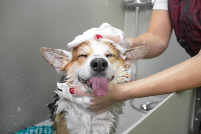 In a doggie bathtub, a corgi enjoys being scrubbed by a groomer, who cups her pink nail polished hands under the pups chin and on top of his head. The corgi's eyes and mouth are closed, his tongue flops out, making his expression look playful.