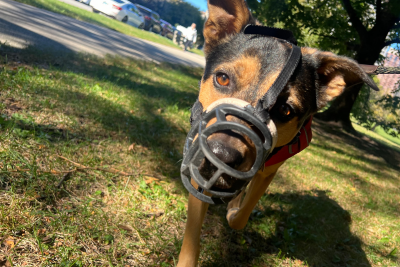 Leo, a Lab/German Shepherd mix, sports a black muzzle and brown eyes that seem to glow in the sun. He stands in a park, stepping out of the shade from the trees behind him, head tilted ever so slightly to the side.