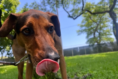 Remy, a slender brown dog with black patches marbled into his short coat, in a park, looking to the right, off into the distance. His tongue curls around his upper lip and nose, the ends curling back, mid nose lick. Behind him are trees, and a fence.