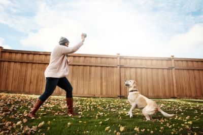 In a fenced yard, a woman in a sweater and beanie holds up a tennis ball. A yellow lab stands, poised to chase the ball, legs bent, one front paw lifted off the ground.