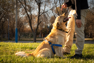 In a park, a golden retriever wearing a blue walking harness sits, while a person points at the dog.