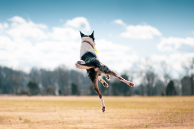 A small black and white dog with pointy ears sprung into the air, in a field.