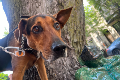 Remy, a lanky dog with a short haired, brown and black coat. His big brown eyes are wide with curiosity. One ear is raised, the other is relaxed, which adds to the inquisitive vibe. Behind Remy is a massive tree trunk with lichen running up its bark.