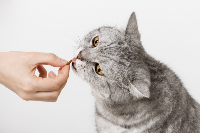 Grey cat with yellow eyes tilts its head and sniffs a treat being held out to it.
