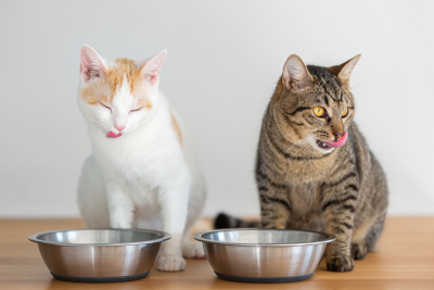 Two cats lick their chops in front of their respective silver feeding bowls. The cat on the left is white, with pastel orange patches on her forehead and shoulders. Her eyes are closed, and the tip of her tongue dabs the corner of her mouth. The cat to the right of her is a grey tabby. Tawny with dark brown stripes and yellow eyes. Her tongue flicks out to lick her left nostril and upper lip.
