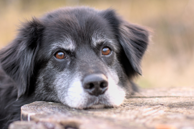An aging black lab mix resting its head on a tree stump. The dog's medium length coat is black all over, save for his brows and snout, which are grey.