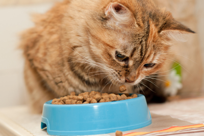 Tabby cat sat in front of blue food bowl, full of cylindrical shaped kibble pieces. The cat tilts her head to the right, inspecting her next meal.