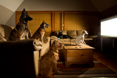 4 Dogs Sitting in a dark living room, entranced by a television with a white screen. On a brown leather couch sit two German Shepherds, on the floor in front of the couch is a brown Irish Terrier. Closest to the Television sits a white toy fox terrier sits on a wooden coffee table.
