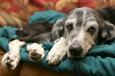 An old dog, black coat dotted with gray hairs, lounges on a couch. They rest on a teal blue duvet, folded into a large square on top of the couch cushions.
