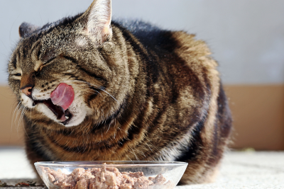Gray tabby cat, loafing in front of a clear bowl full of shredded wet food. The cat has paused eating to lick its chops, its eyes closed, and tongue slapped against the right corner of its mouth.