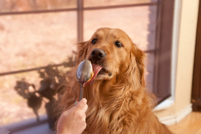 Golden Retriever licks a spoon with a scoop of peanut butter being presented to him.