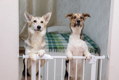Two dogs stand on their hind legs in a doorway, blocked off by a white baby gate. Furthest Left is a white and tawny corgi husky mix. The dog to the right is a mutt of equal height, and brown and black patches on his head and back.