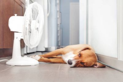 Light brown dog laying on a tile floor in front of a fan.