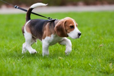 Beagle Puppy walking on leash through a grass field.