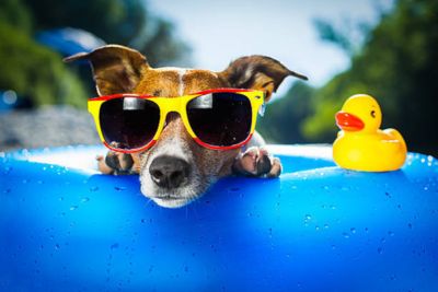 Chihuahua wearing sunglasses, resting its head and paws on the tube of a pool floaty.  Next to its head is a rubber duck.