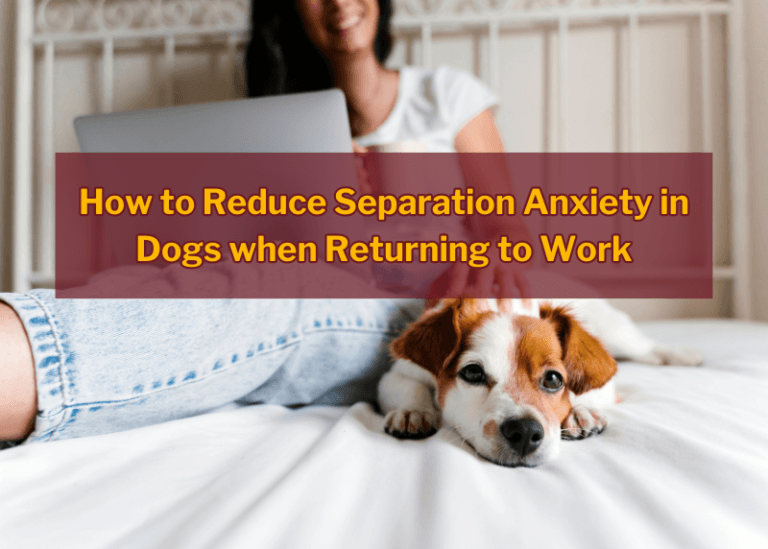 Fresh Look at How To Reduce Separation Anxiety In Dogs When Returning To