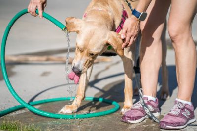 Yellow lab drinking water flowing from a garden hose, held by a human.