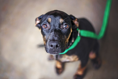 dog anxiety signs